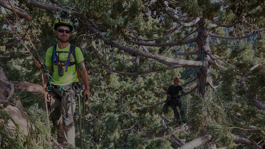 Volunteer Work Absher Tree Specialists Chattanooga